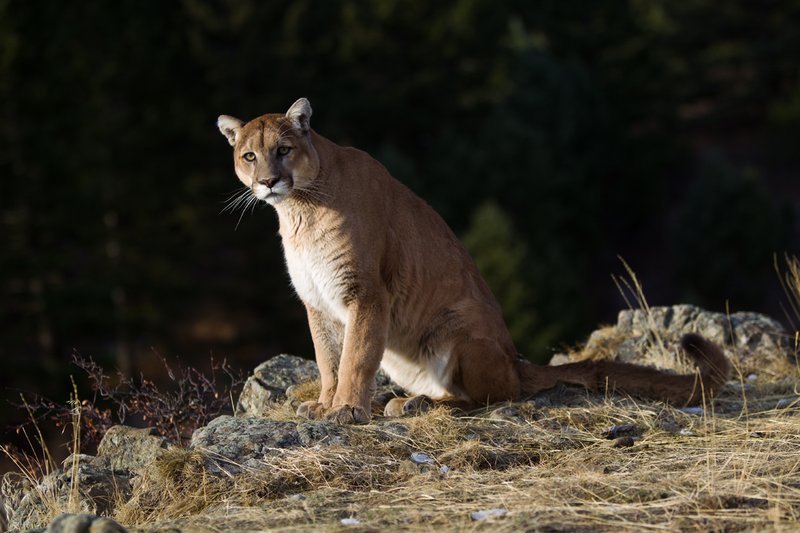 TC-Mountain Lion-D00577-00033.jpg :: Mountain lion male sitting on edge of mountain canyon with dark shadow background
