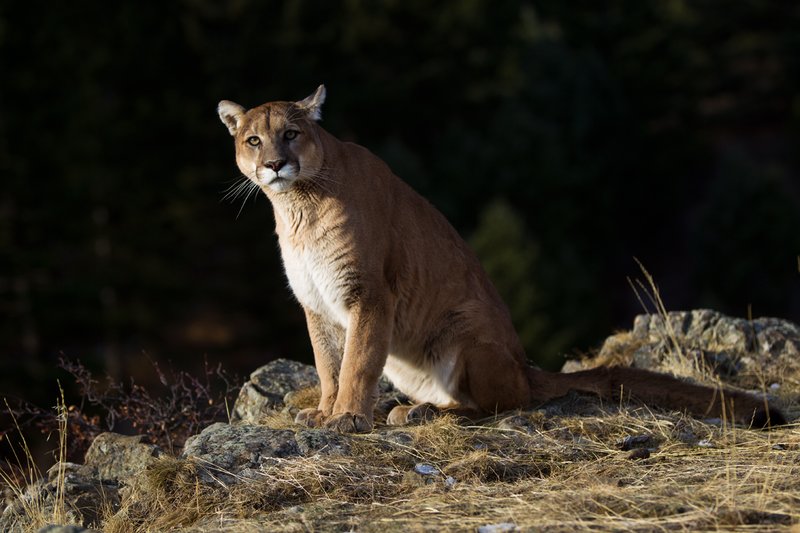 TC-Mountain Lion-D00577-00036.jpg :: Mountain lion male sitting on edge of mountain canyon with dark shadow background