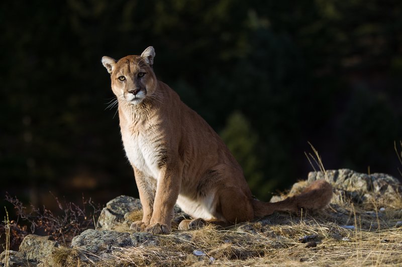 TC-Mountain Lion-D00577-00041.jpg :: Mountain lion male sitting on edge of mountain canyon with dark shadow background