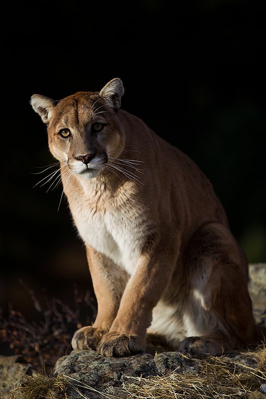 TC-Mountain Lion-D00577-00045.jpg :: Mountain lion male sitting on edge of mountain canyon with dark shadow background