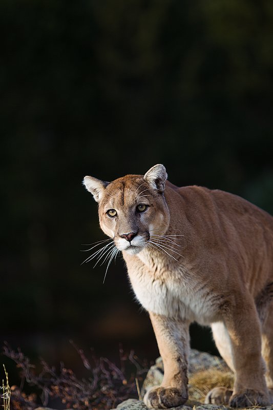 TC-Mountain Lion-D00577-00047.jpg :: Mountain lion male standing on edge of mountain canyon with dark shadow background