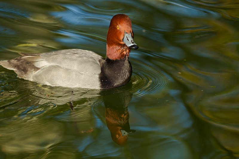 TC-Redhead Duck-D00884-00001.jpg :: Redhead duck drake swimming on pond