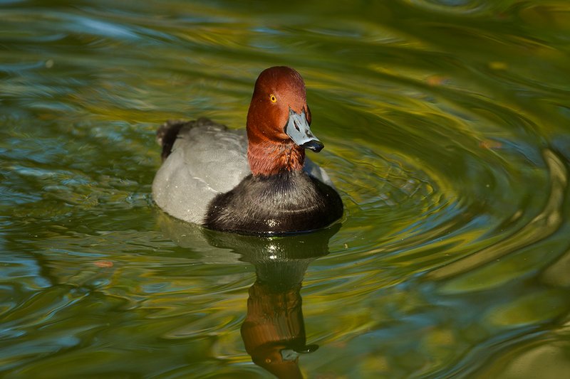 TC-Redhead Duck-D00884-00004.jpg :: Redhead duck drake swimming on pond
