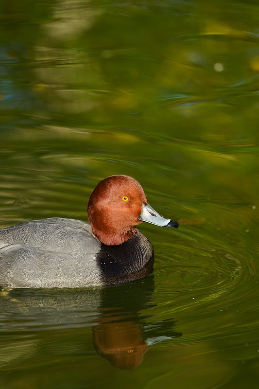 TC-Redhead Duck-D00884-00005.jpg :: Redhead duck drake swimming on pond