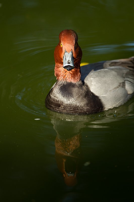 TC-Redhead Duck-D00884-00008.jpg :: Redhead duck drake swimming on pond