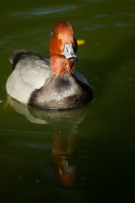 TC-Redhead Duck-D00884-00011.jpg :: Redhead duck drake swimming on pond