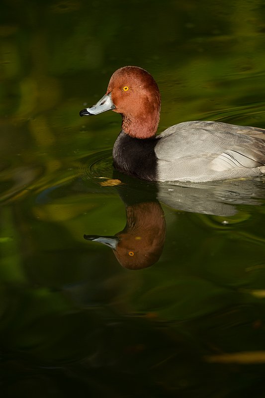 TC-Redhead Duck-D00884-00012.jpg :: Redhead duck drake swimming on pond