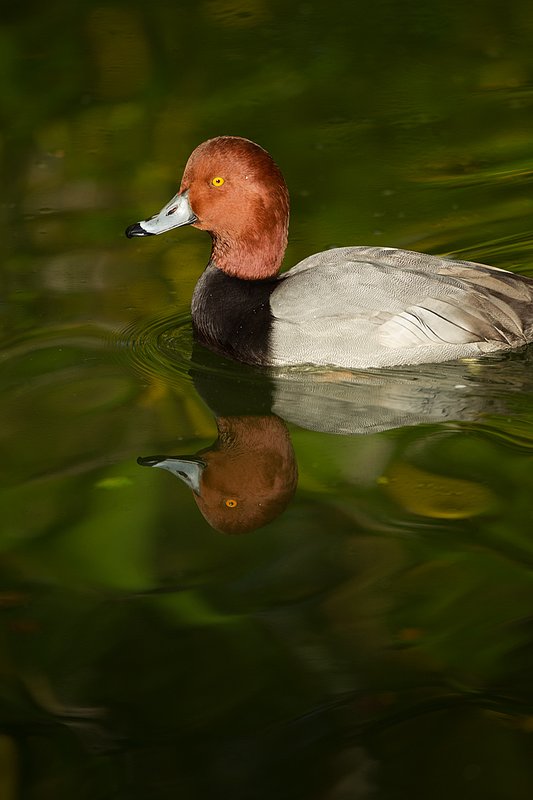 TC-Redhead Duck-D00884-00015.jpg :: Redhead duck drake swimming on pond