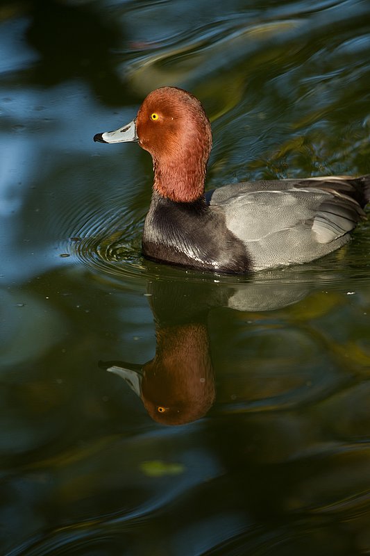 TC-Redhead Duck-D00884-00016.jpg :: Redhead duck drake swimming on pond