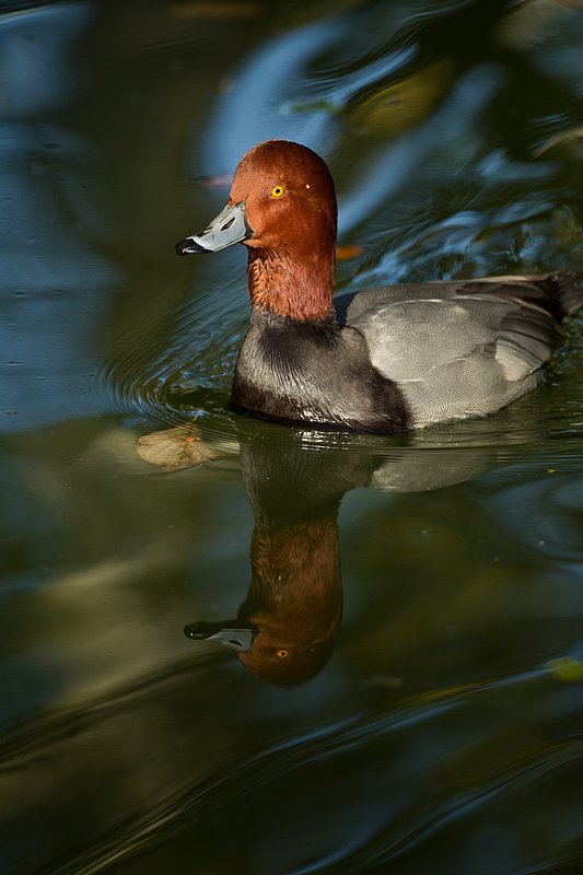 TC-Redhead Duck-D00884-00017.jpg :: Redhead duck drake swimming on pond