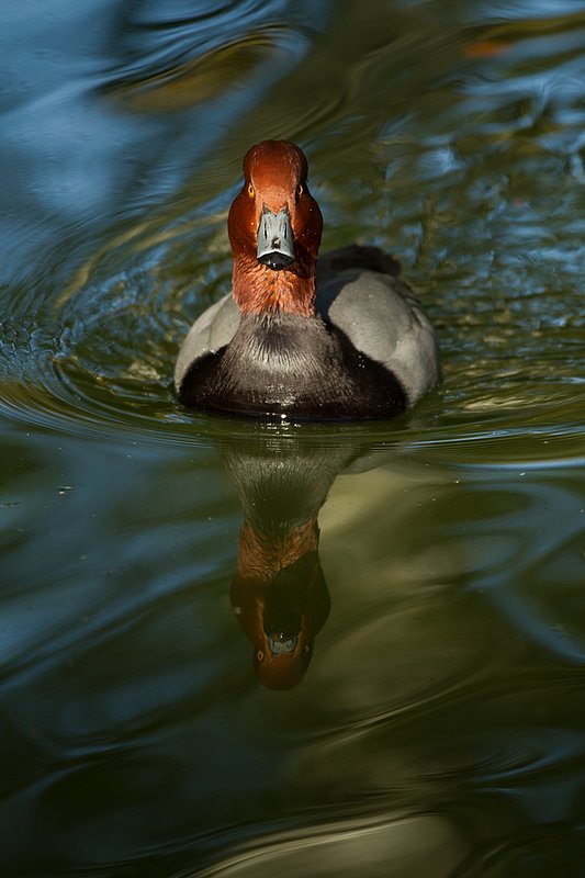 TC-Redhead Duck-D00884-00018.jpg :: Redhead duck drake swimming on pond
