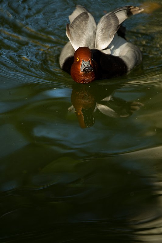TC-Redhead Duck-D00884-00020.jpg :: Redhead duck drake swimming on pond