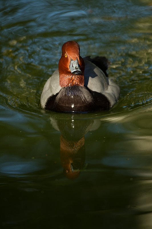 TC-Redhead Duck-D00884-00026.jpg :: Redhead duck drake swimming on pond