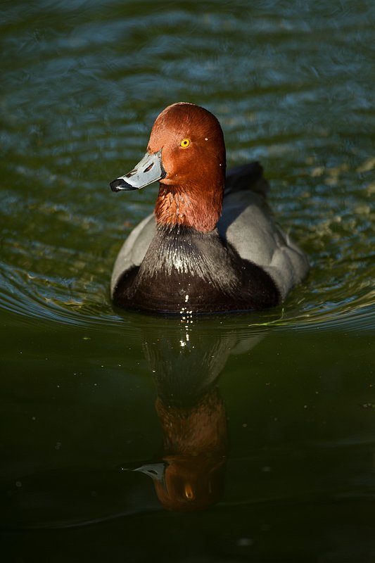TC-Redhead Duck-D00884-00027.jpg :: Redhead duck drake swimming on pond