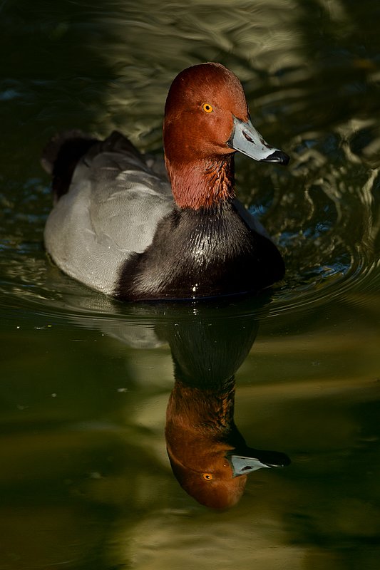 TC-Redhead Duck-D00884-00028.jpg :: Redhead duck drake swimming on pond