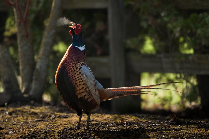 TC-Ringneck Pheasant Rooster-D00718-01525.jpg :: Ring-neck Pheasant Rooster backlit crowing during spring mating season on a cold morning where his breath shows as mist in the air