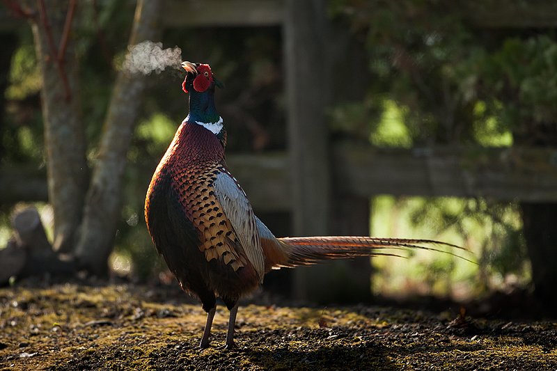 TC-Ringneck Pheasant Rooster-D00718-01526.jpg :: Ring-neck Pheasant Rooster backlit crowing during spring mating season on a cold morning where his breath shows as mist in the air