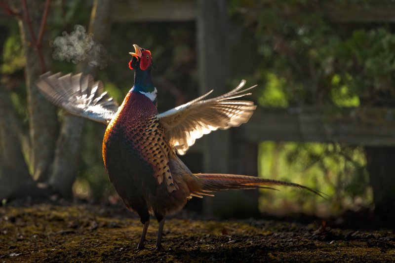 TC-Ringneck Pheasant Rooster-D00718-01527.jpg