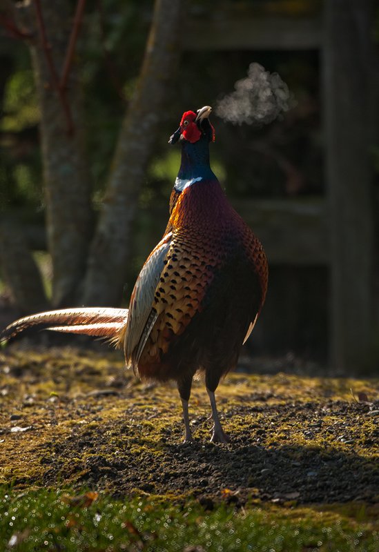 TC-Ringneck Pheasant Rooster-D00718-01533.jpg :: Ring-neck Pheasant Rooster backlit crowing during spring mating season on a cold morning where his breath shows as mist in the air