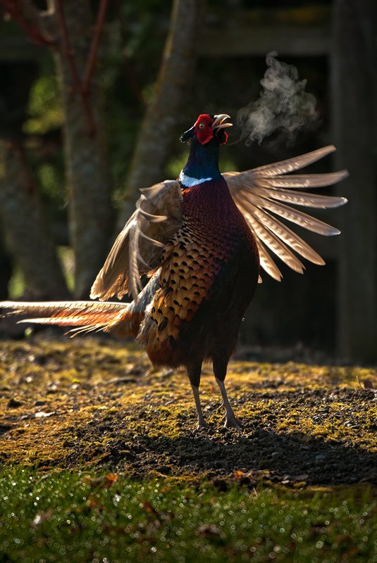 TC-Ringneck Pheasant Rooster-D00718-01534.jpg :: Ring-neck Pheasant Rooster backlit crowing during spring mating season on a cold morning where his breath shows as mist in the air