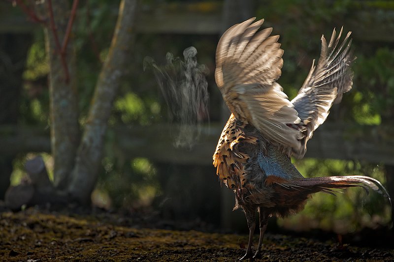 TC-Ringneck Pheasant Rooster-D00718-01539.jpg :: Ring-neck Pheasant Rooster backlit crowing during spring mating season on a cold morning where his breath shows as mist in the air