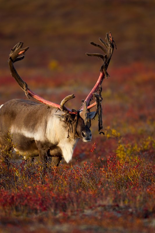 TC-Barren Ground Caribou-D00110-00001.jpg :: Large bull Barren Ground Caribou with velvet hanging off his partially stripped antlers standing straight on in tundra ablaze with fall colors