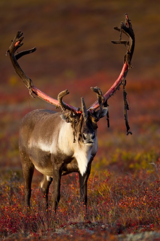 TC-Barren Ground Caribou-D00110-00004.jpg :: Large bull Barren Ground Caribou with velvet hanging off his partially stripped antlers standing straight on in tundra ablaze with fall colors