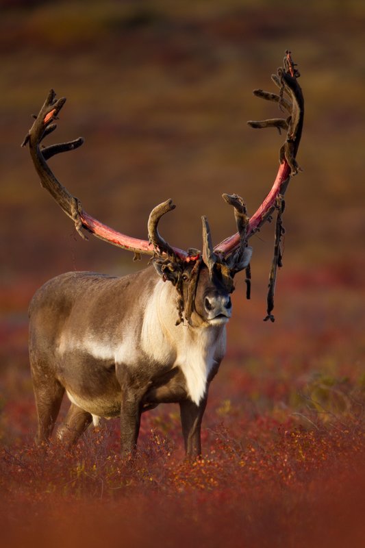 TC-Barren Ground Caribou-D00110-00009.jpg :: Large bull Barren Ground Caribou with velvet hanging off his partially stripped antlers standing straight on in tundra ablaze with fall colors