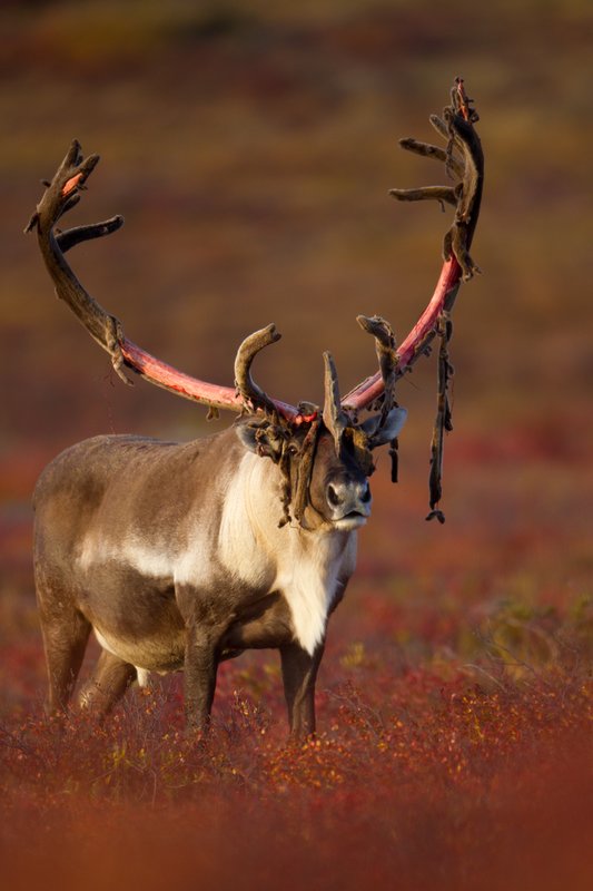 TC-Barren Ground Caribou-D00110-00012.jpg :: Large bull Barren Ground Caribou with velvet hanging off his partially stripped antlers standing straight on in tundra ablaze with fall colors