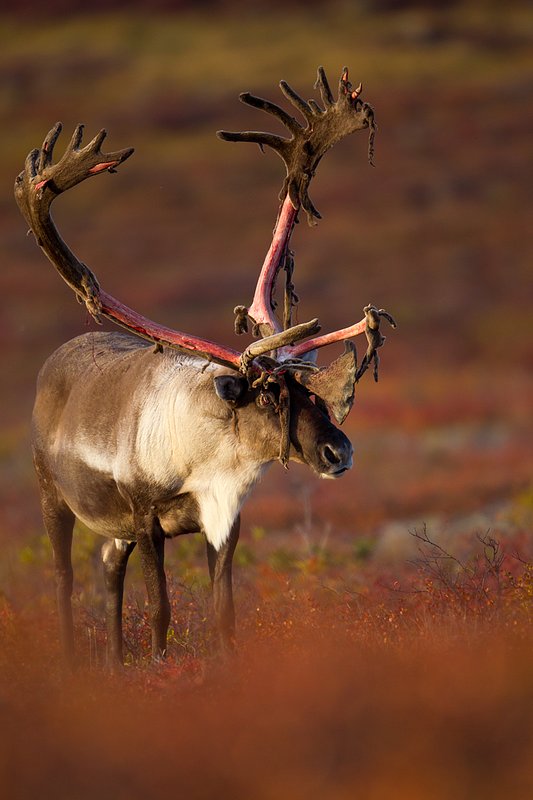 TC-Barren Ground Caribou-D00110-00021.jpg :: Large bull Barren Ground Caribou with velvet hanging off his partially stripped antlers standing straight on in tundra ablaze with fall colors