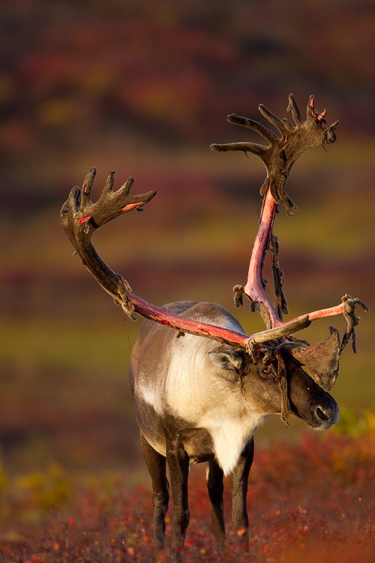 TC-Barren Ground Caribou-D00110-00036.jpg :: Large bull Barren Ground Caribou with velvet hanging off his partially stripped antlers standing straight on in tundra ablaze with fall colors