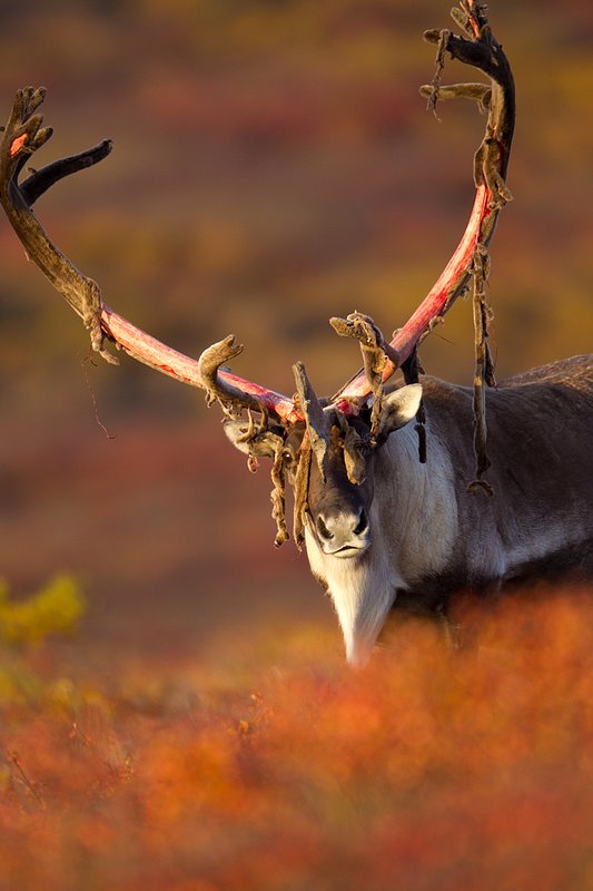TC-Barren Ground Caribou-D00110-00039.jpg :: Large bull Barren Ground Caribou with velvet hanging off his partially stripped antlers standing straight on in tundra ablaze with fall colors
