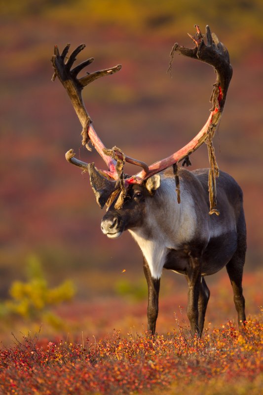 TC-Barren Ground Caribou-D00110-00041.jpg :: Large bull Barren Ground Caribou with velvet hanging off his partially stripped antlers standing straight on in tundra ablaze with fall colors