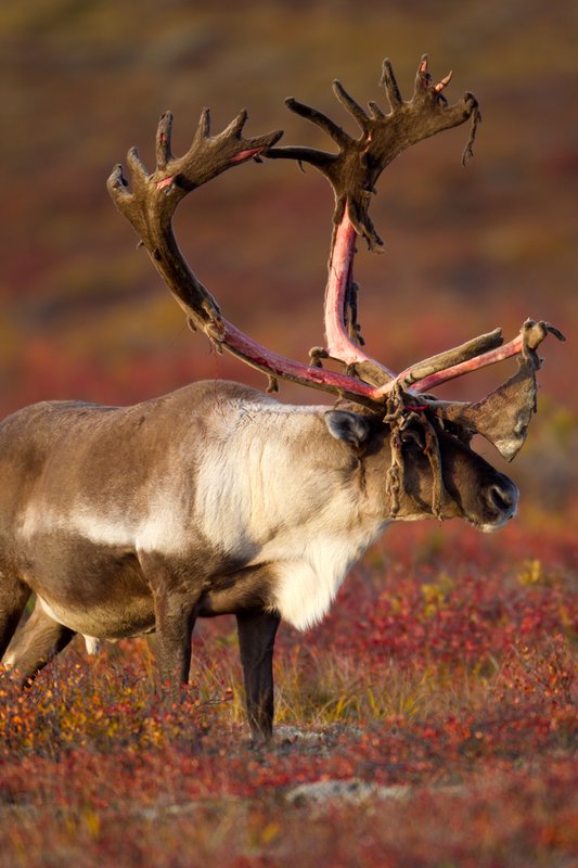 TC-Barren Ground Caribou-D00110-00048.jpg :: Large bull Barren Ground Caribou with velvet hanging off his partially stripped antlers standing straight on in tundra ablaze with fall colors