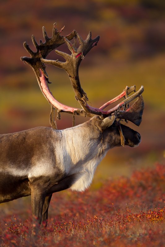 TC-Barren Ground Caribou-D00110-00054.jpg :: Large bull Barren Ground Caribou with velvet hanging off his partially stripped antlers standing broadside looking intently ahead of him on in tundra ablaze with fall colors
