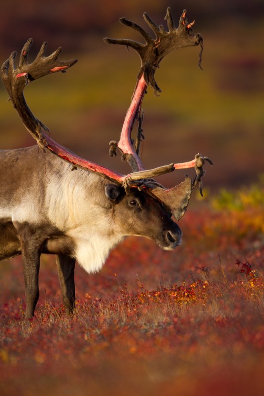 TC-Barren Ground Caribou-D00110-00056.jpg