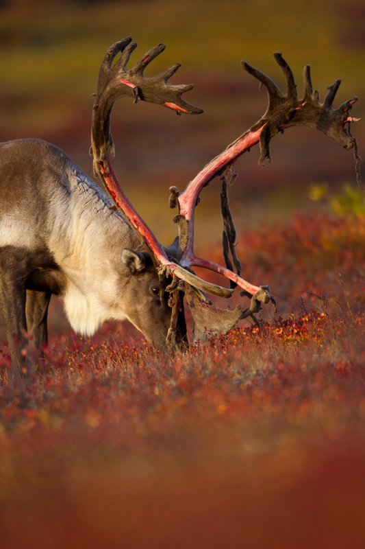 TC-Barren Ground Caribou-D00110-00059.jpg :: Trophy class Barren Ground Caribou bull feeding on tundra ablaze with fall colors