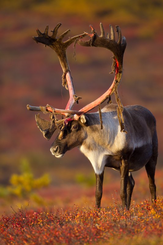 TC-Barren Ground Caribou-D00110-00063.jpg :: Large bull Barren Ground Caribou with velvet hanging off his partially stripped antlers standing straight on in tundra ablaze with fall colors