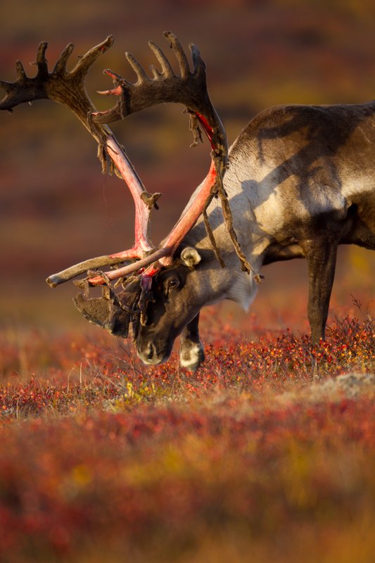 TC-Barren Ground Caribou-D00110-00069.jpg :: Large bull Barren Ground Caribou with velvet hanging off his partially stripped antlers walking with his head close to the tundra ablaze with fall colors
