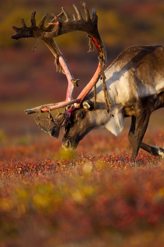 TC-Barren Ground Caribou-D00110-00072.jpg :: Large bull Barren Ground Caribou with velvet hanging off his partially stripped antlers walking with his head close to the tundra ablaze with fall colors