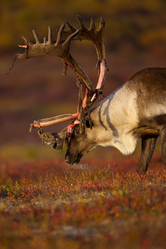TC-Barren Ground Caribou-D00110-00074.jpg :: Large bull Barren Ground Caribou with velvet hanging off his partially stripped antlers walking with his head close to the tundra ablaze with fall colors