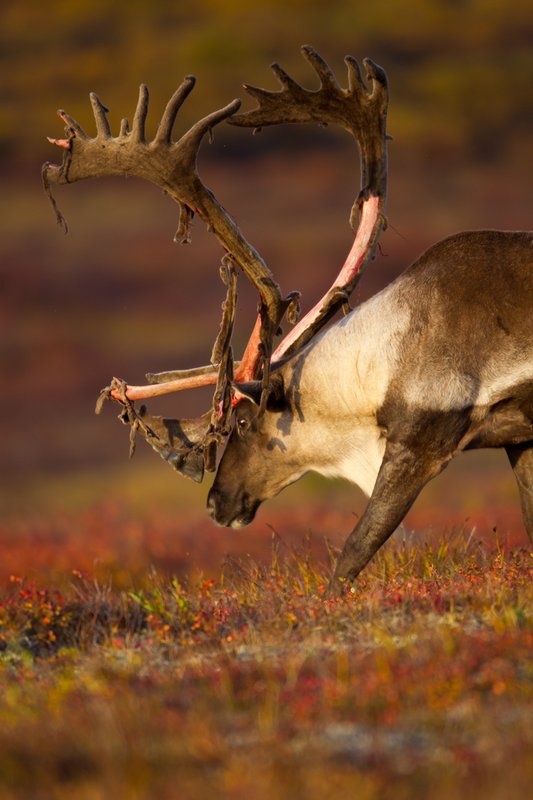 TC-Barren Ground Caribou-D00110-00078.jpg :: Large bull Barren Ground Caribou with velvet hanging off his partially stripped antlers walking with his head close to the tundra ablaze with fall colors