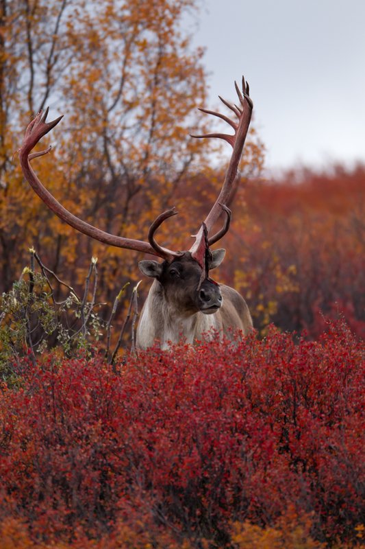 TC-Barren Ground Caribou-D00110-00270.jpg :: Large bull Barren Ground Caribou with the majority of his velvet stripped off his antlers standing alertly behind tall brush after beating up a tree on in tundra ablaze with fall colors