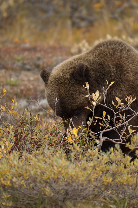 TC-Grizzly Bear-D00051-00647.jpg :: Large Boar Interior Grizzly Bear feeding on wild berries during the fall with foliage in fall colors