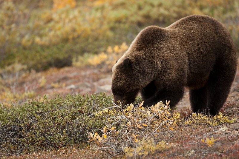 TC-Grizzly Bear-D00051-00651.jpg :: Large Boar Interior Grizzly Bear feeding on wild berries during the fall with foliage in fall colors