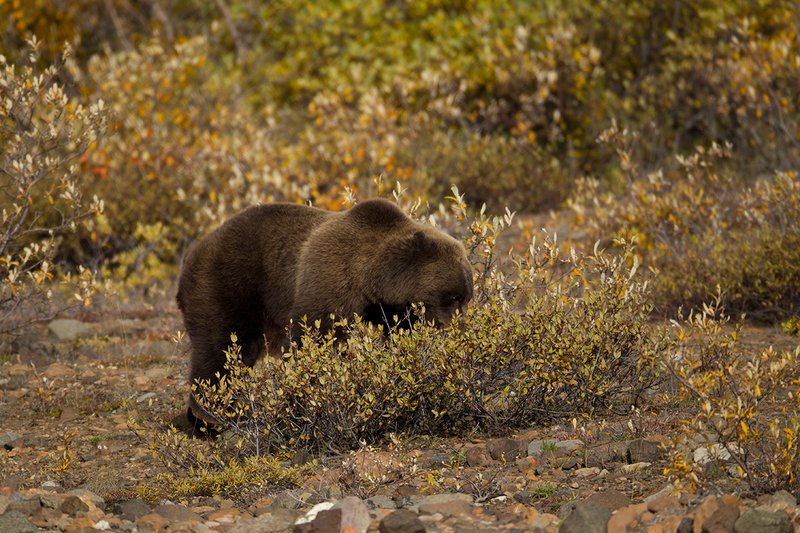 TC-Grizzly Bear-D00051-00654.jpg :: Large Boar Interior Grizzly Bear feeding on wild berries during the fall with foliage in fall colors