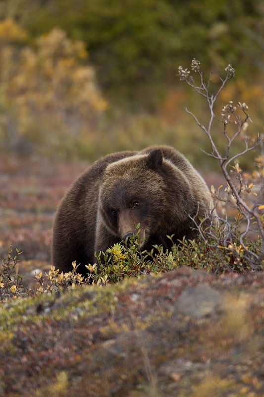 TC-Grizzly Bear-D00051-00657.jpg :: Large Boar Interior Grizzly Bear feeding on wild berries during the fall with foliage in fall colors
