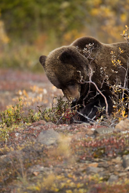 TC-Grizzly Bear-D00051-00665.jpg :: Large Boar Interior Grizzly Bear feeding on wild berries during the fall with foliage in fall colors