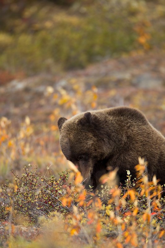 TC-Grizzly Bear-D00051-00666.jpg :: Large Boar Interior Grizzly Bear feeding on wild berries during the fall with foliage in fall colors