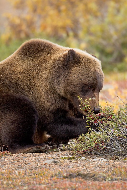TC-Grizzly Bear-D00051-00675.jpg :: Large Boar Interior Grizzly Bear feeding on wild berries during the fall with foliage in fall colors